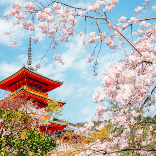 Japón con Cerezos